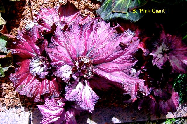 B. ‘Pink Giant’